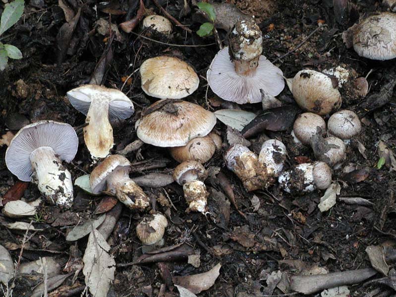 Cortinari nebrodensi (gruppo 3�)